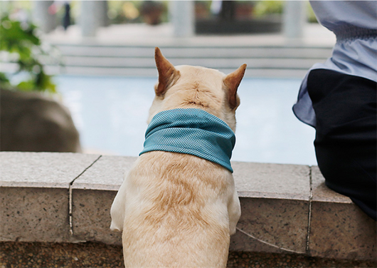 Pañuelo Refrescante para Perros - Bandana Enfriadora de Verano - Image 12