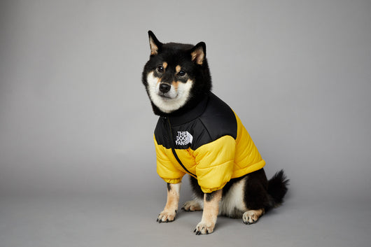 Abrigo Impermeable y Cortavientos para Perros - Ropa de Invierno Acolchada - Image 39