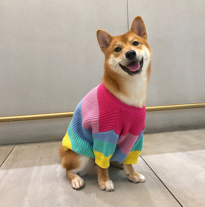 Suéter Arcoíris para Perros Pequeños y Cachorros - Image 16