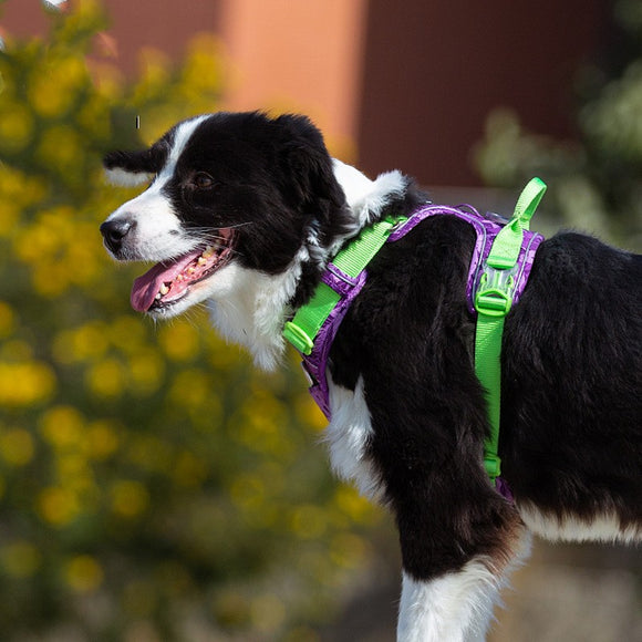 Arnés de Pecho para Perro con Correa de Mano - Diseño Camuflaje