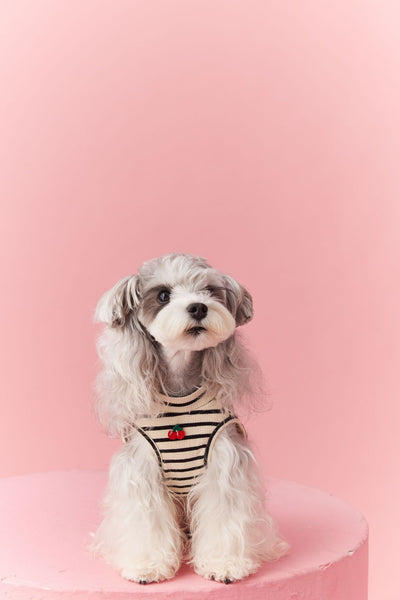 Chaleco sin Mangas Schnauzer Teddy Bichón a Rayas Cerezo - Image 11