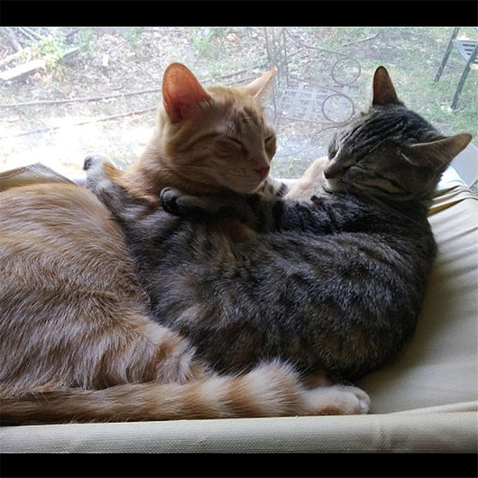 Hamaca para Gatos con Ventosas - Cama Colgante Removible y Lavable - Image 12