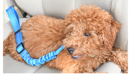 Cinturón de Seguridad Elástico para Perros en Auto - Image 10