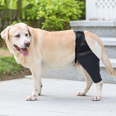 Rodillera Protectora para Perros - Soporte Articular y Recuperación Postoperatoria