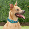 Collar Inteligente Rastreador para Mascotas - Prevención de Pérdida