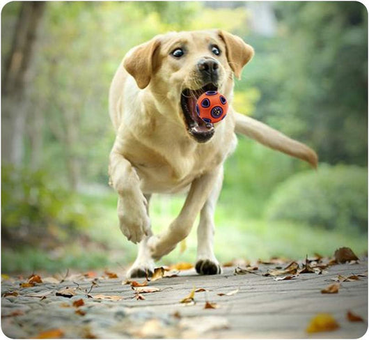 Pelota Interactiva para Perros con Sonido y Campana - Juguete Resistente para Masticar - Image 10