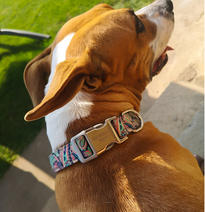 Collar Identificador para Perros Grandes con Placa Personalizable - Image 21