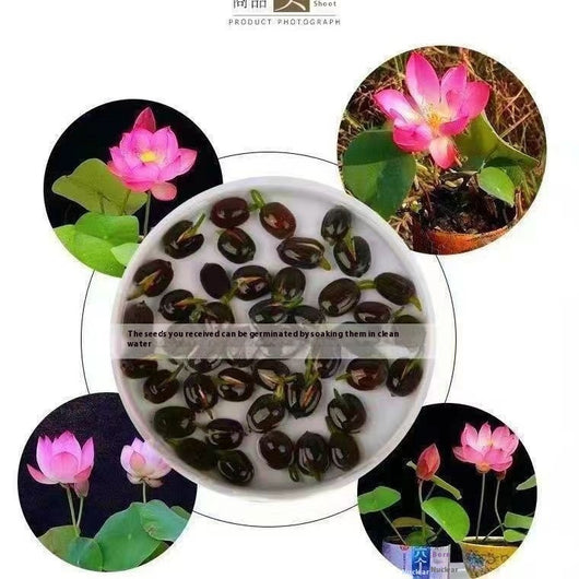 Maceta Lotus Autorriego con Plantas Hidropónicas Vivas - Image 7