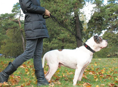 Correa Elástica para Correr con Cinturón Ajustable - Arnés Reflectante para Perros - Image 9