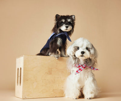 Chaleco Marinero sin Mangas para Mascotas - Schnauzer, Bichón, Yorkshire y Salchicha - Image 13