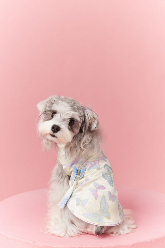 Chaleco Cheongsam Estilo Neo-Chino para Mascotas Pequeños - Schnauzer y Bichón - Image 37