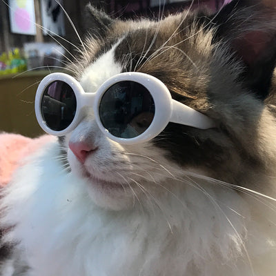 Gafas de Sol Multicolor para Mascotas - Accesorios Cool para Perros y Gatos