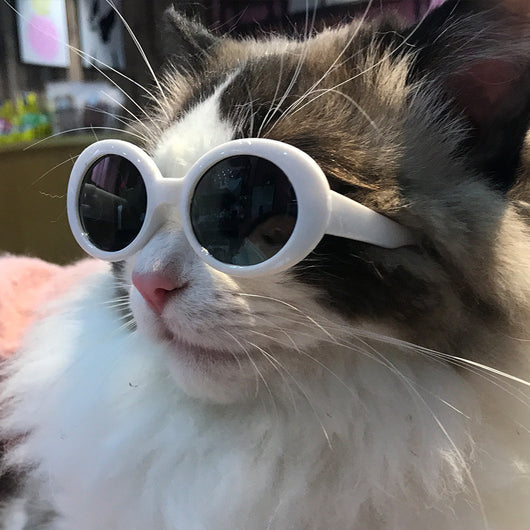 Gafas de Sol Multicolor para Mascotas - Accesorios Cool para Perros y Gatos