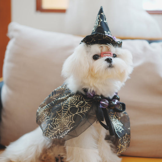 Disfraz Halloween para Mascotas - Sombrero Araña y Capa para Perros y Gatos - Image 9