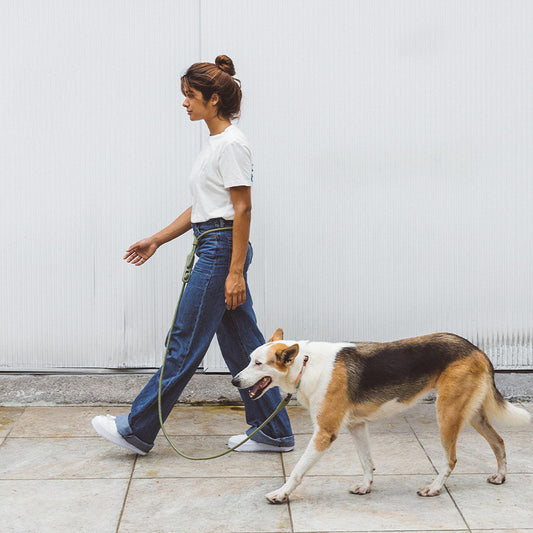 Correa Minimalista Diagonal para Perros - Diseño Fashion