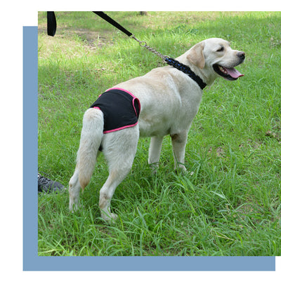 Pañales Higiénicos para Perros con Velcro Ajustable - Image 13