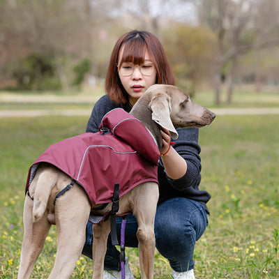 Impermeable para Mascotas Talla Mediana y Grande - Portátil y Universal - Image 2