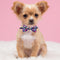 Moño Decorativo Cactus para Perros y Gatos - Accesorios de Moda para Mascotas