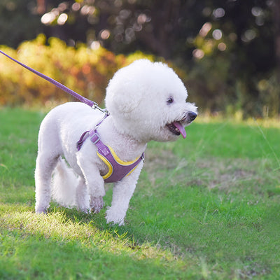 Arnés Ajustable para Perros y Correa Cómoda para Mascotas - Image 11