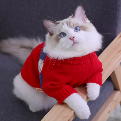 Suéteres de Otoño e Invierno Anti-Pérdida de Pelo para Gatitos y Mascotas - Image 4