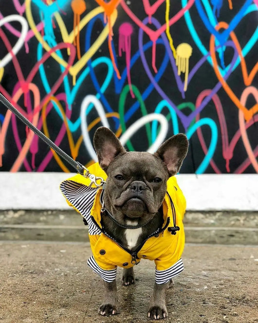 Impermeable para Perros - Abrigo Protector Contra Lluvia - Image 29