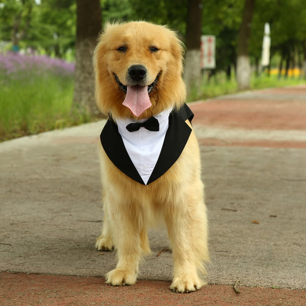 Traje Elegante con Pajarita para Perros