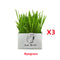 Ryegrass 3 Piezas