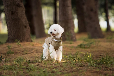 Poncho Impermeable Reflectante para Perros - Protección Total en Lluvia y Viento - Image 13