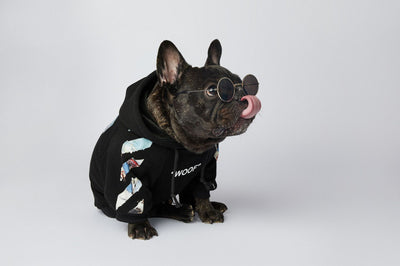 Ropa de Moda para Schnauzers - Colecciones Exclusivas - Image 19