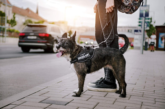 Correa de Arrastre Personalizable para Perros Medianos y Grandes - Image 9