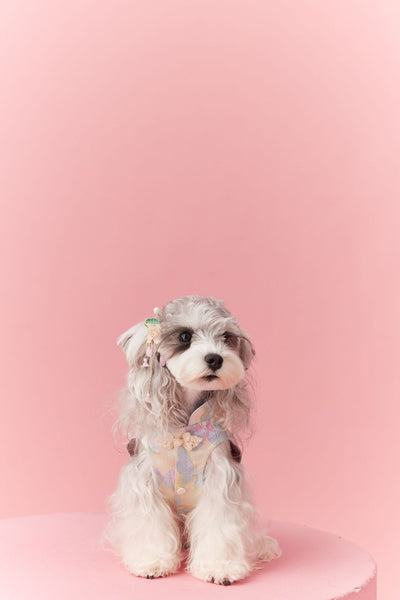 Chaleco Cheongsam Estilo Neo-Chino para Mascotas Pequeños - Schnauzer y Bichón - Image 15
