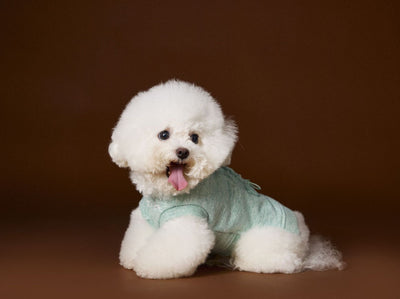 Suéter sin Mangas para Perro Bichón Maltés con Cabeza de Oso 3D - Image 25