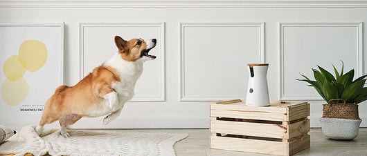 Tabla de Rascado para Uñas de Perros - Limador Natural con Caja de Premios - Image 14
