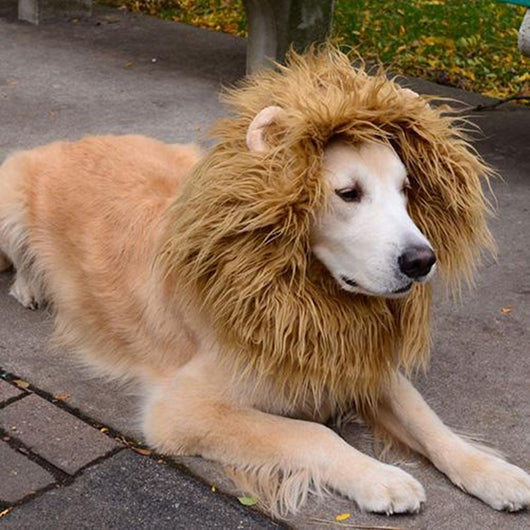 Disfraz de León para Mascotas - Peluca Cálida con Orejas para Perros y Gatos - Image 6