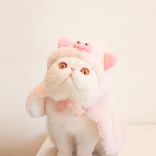 Ropa de Gato Estilo Urbano para Otoño e Invierno - Image 2