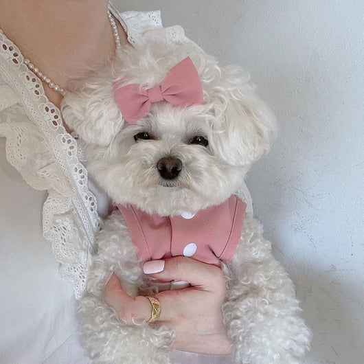 Falda de Encaje Elegante para Mascotas - Image 11