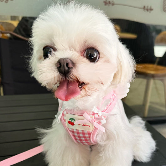 Arnés de Pecho con Correa de Mano para Perros Pequeños