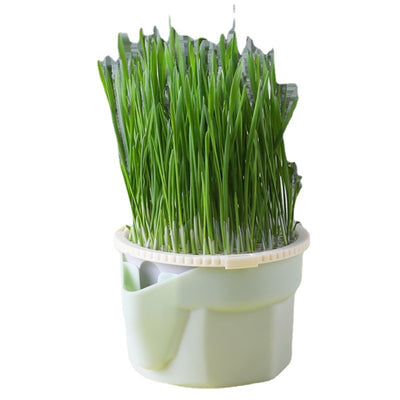Mint green hydroponic cat grass cup with fresh rye and wheat grass, including 3 packs of each seed type. - Image 7