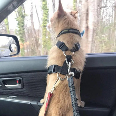 Arnés de Seguridad Ajustable para Perros en Auto con Cuerda Elástica Reflectante - Image 19