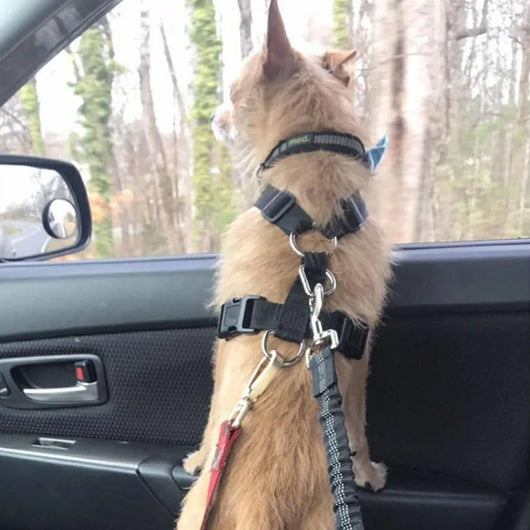 Arnés de Seguridad Ajustable para Perros en Auto con Cuerda Elástica Reflectante - Image 19