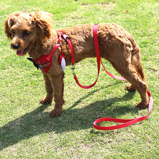 Vestido de Gala para Perro Pequeño Estilo Chaleco Teddy con Lazo