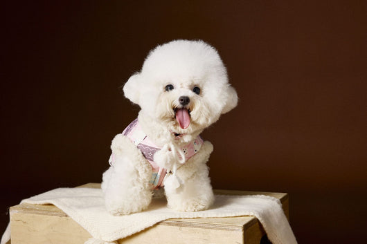 Chaleco Fair Isle para Mascotas Schnauzer Bichon Teddy - Image 24