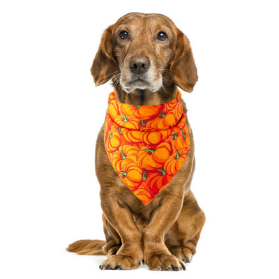Toalla Absorbente para Mascotas Halloween - Image 26