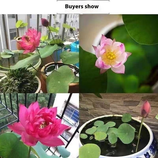 Maceta Lotus Autorriego con Plantas Hidropónicas Vivas - Image 11