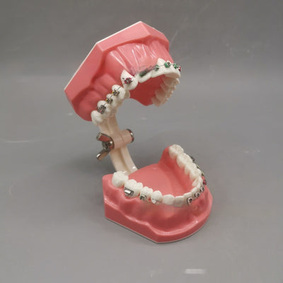 Modelo de Guía de Cepillado Ortodóncico para Alineación Perfecta - Image 3