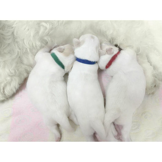 Collares de Identificación para Cachorros Recién Nacidos (Paquete de 12) - Image 10