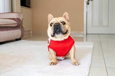 Ropa Quirúrgica Protectora para Mascotas - Anti-lamido Universal - Image 23