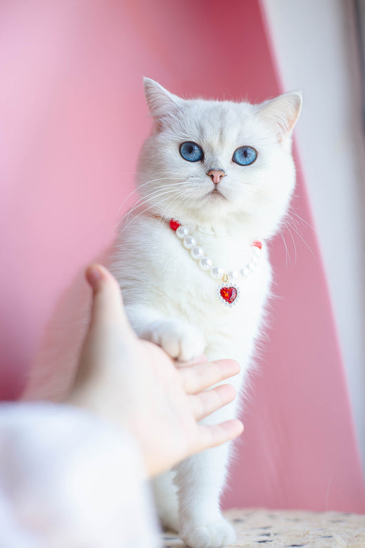 Collar de Cuentas para Gatos Amor y Conexión - Image 14