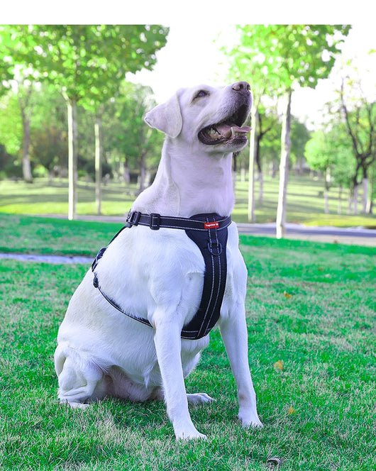 Arnés de Pecho con Cuerda de Tracción para Perros Pequeños, Medianos y Grandes - Image 18
