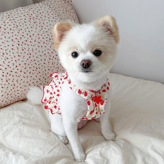 Falda Teddy Cachorro para Perro - Ropa Fresca de Verano - Image 10